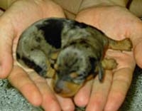 mypuppy_1097297844.jpg