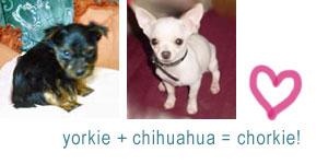 puppy_1085453226.jpg
